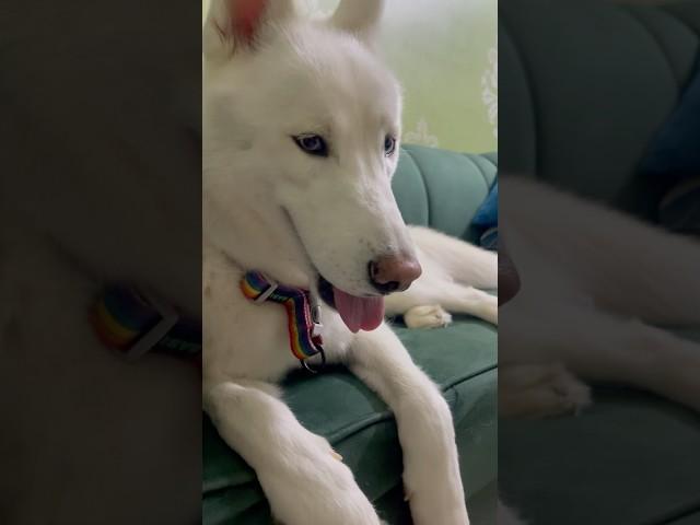 Husky Brothers: Jack & Thunder
