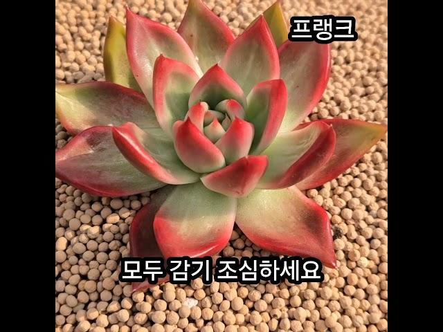 #금화다육 #수입전문 #다육식물 #최저가판매 #보스다육 #라이브방송 #다육이실방