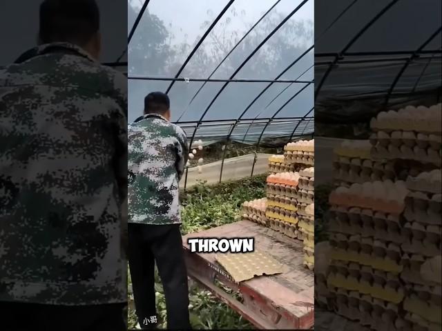 It's Amazing why the Chinese throw eggs in onion fields 