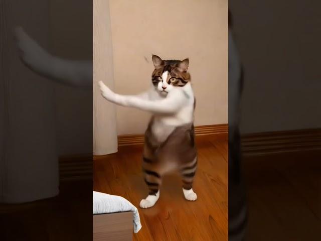 #cat dance #춤추는 고양이10