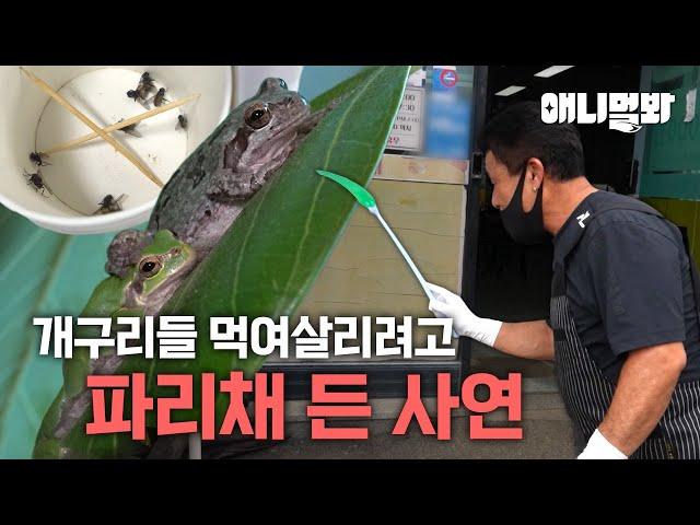 넝쿨째 굴러들어 온 개구리(?) 이거슨 완전 럭키비키 복덩이들이었잔하?!ㅣThese Frogs Broke Into This Restaurant With LUCK!!