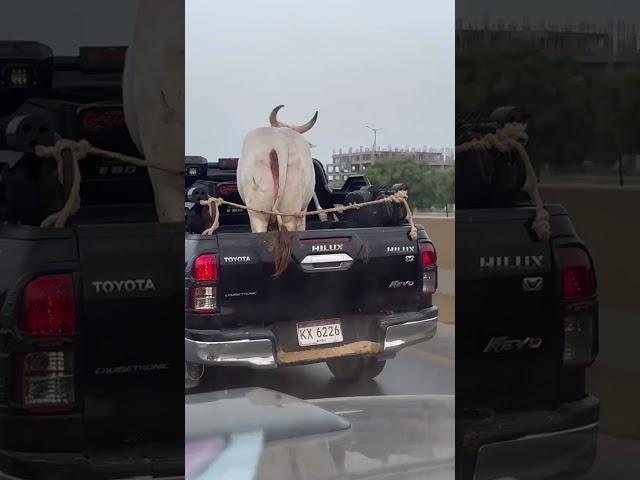 Jameel Memon Mandi 2025 | Multan Mandi Updates 2025|Cow Mandi 2025#shorts #cowvideos @ARMaani7#cow ​
