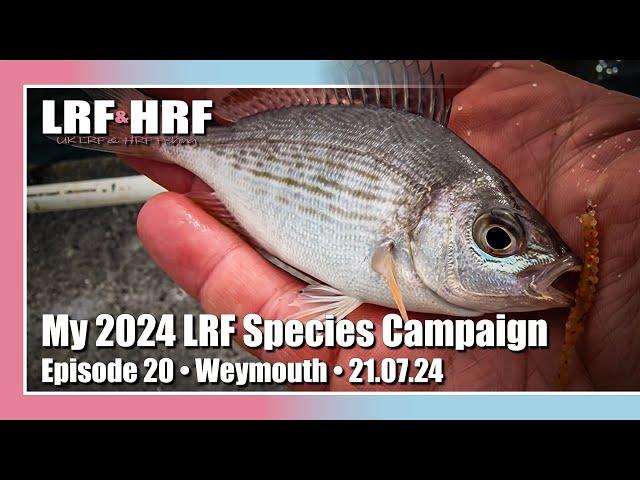 Episode 20: My 2024 LRF Species Hunt - Weymouth