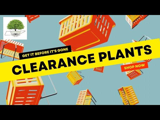 Clearance Plants- TN Nursery