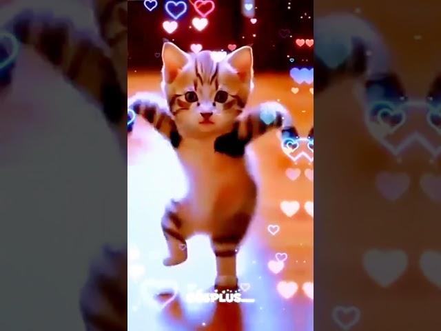 Cute_funny_Cat_Dance__#shortsfeed_#ytshorts_#shortsyoutube_#cute_#cats_#shorts_‪@s6plus_‬(360p)