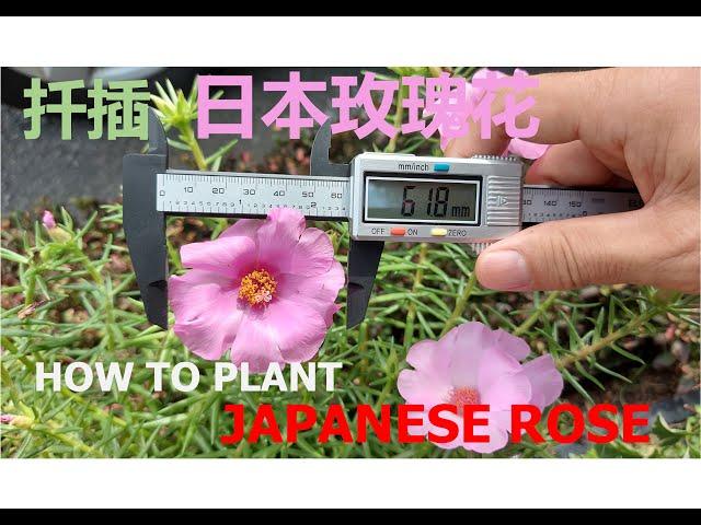 扦插日本玫瑰花| How To Plant Japanese Rose