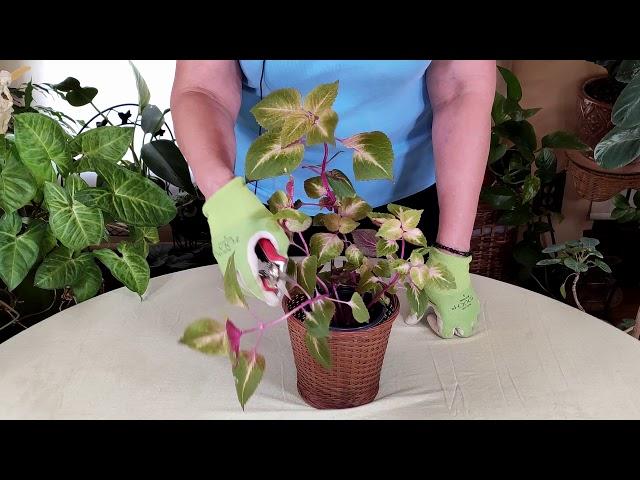 How and Where to Prune Houseplants