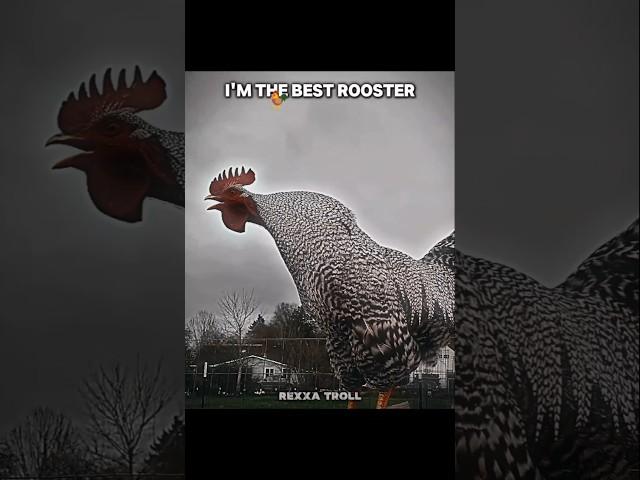 I Am The Best Rooster #trollface