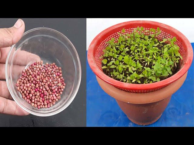 How to grow coriander at home