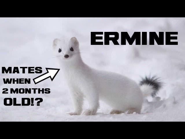 10 Ermine Facts - The Winter Weasel - Animal a Day E Week