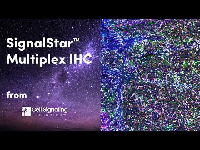 Spatial Biology Has a New Star: SignalStar™ Multiplex IHC | Cell Signaling Technology