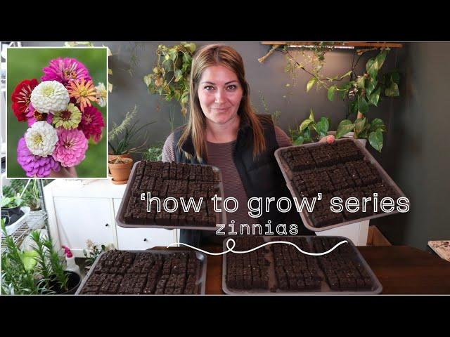 'How to Grow' Series - Zinnias!