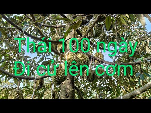 Đi cử NPK gốc 15.5.20...phun cử lên cơm...0978603449