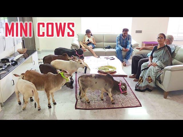 Amazingly Cute Miniature Cows in Villa | They are so Short & Friendly  | Nadipathy Goshala