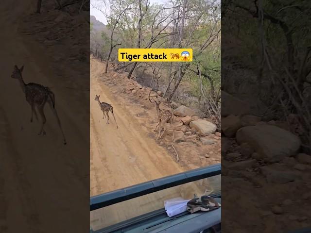 Tiger Attack | Ranthambore National park | wild and nature #tiger #jungle #wildlife #viral #nature