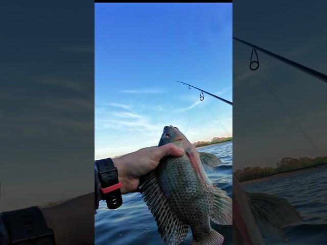 ядерная рыба на микроджиг | Ловля тиляпии на спиннинг #рыбалка #fishing #спиннинг #микроджиг #трофей