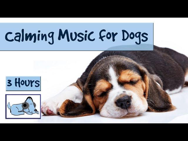 3 and a Half Hours of Calming Music for Dogs!