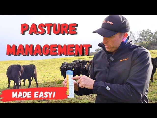 Mastering Strip Grazing: Easy Methods for Pasture Success