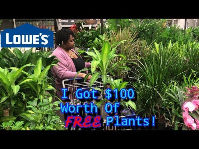 How To Get FREE Plants | $100 Retail | Plant Shop With Me + Plant Haul