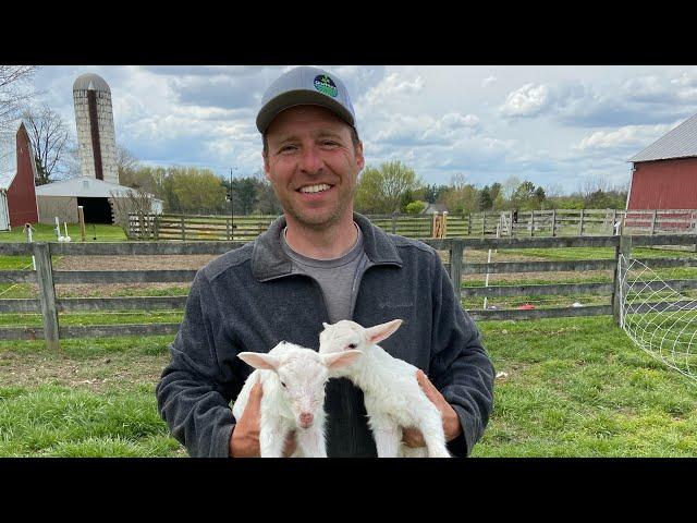 $2K to $1.4 Million With St Croix Sheep on Grass