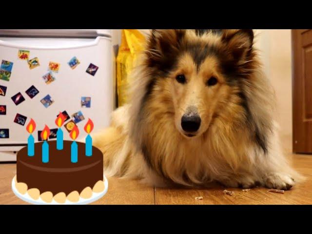 Rough Collie Jessie and her first birthday got a delicious bone