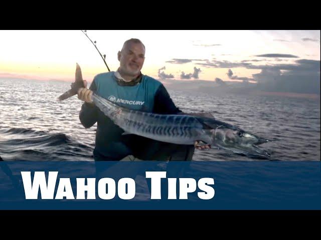 Live Bait Wahoo Tips - Florida Sport Fishing TV PLUS - www.FSFTV.com