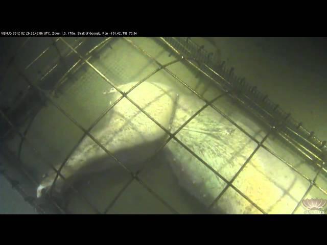 Sixgill shark (Hexanchus griseus) investigates a subsea forensic experiment