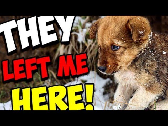 گم ہوگیا تھا|I rescue A Dog #subscribe #vlogs #dogslover #dogshouse