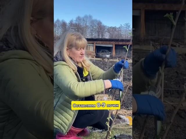 САЖАЕМ САЖЕНЦЫ СМОРОДИНЫ ВЕСНОЙ #саженцы #питомникросток #посадка #питомникрастений