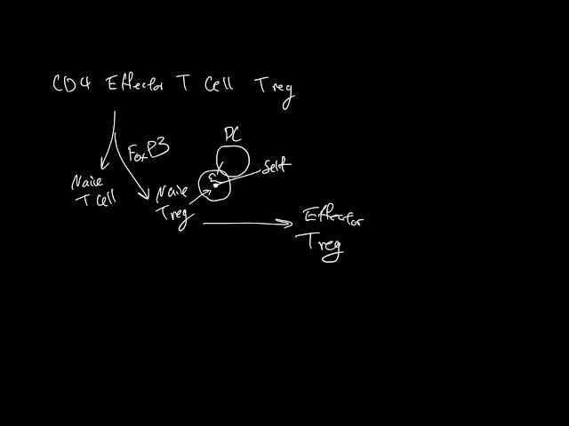 CD4 Effector T Cell Treg