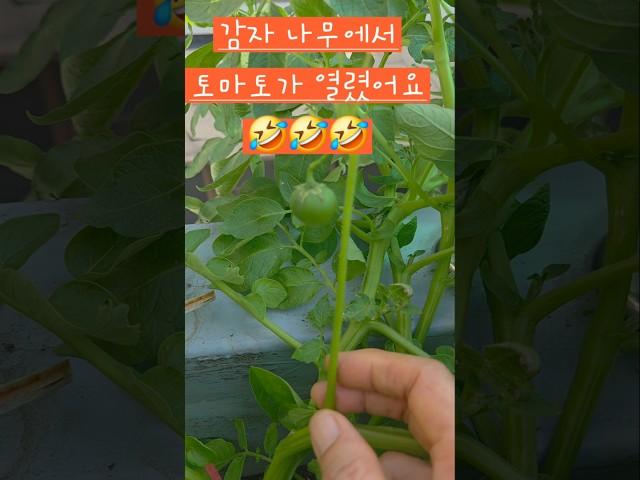 감자 나무에서 토마토 같은게 열렸어요 #옥상텃밭 #소소한행복 #감자 #토마토