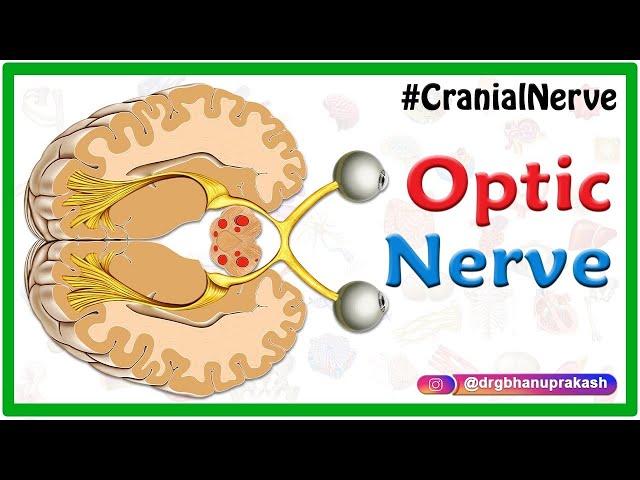 The Optic Nerve (CN II) anatomy and Visual Pathway animation