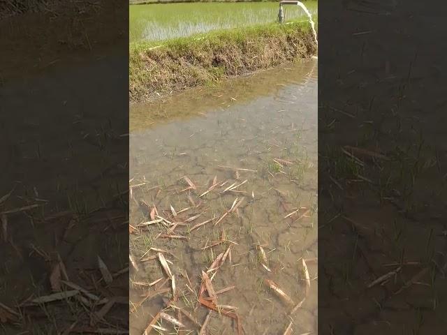 Diairi dulu sampe penuh... biar rumput mati semua  setelah 2 hari sprey herbisida? lihat deskripsi