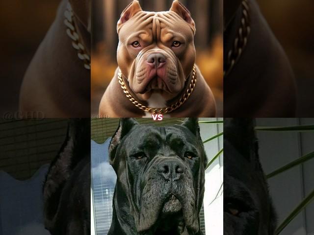 Pitbull Vs All Dogs  पिटबुल को कौन हरा सकता है ?