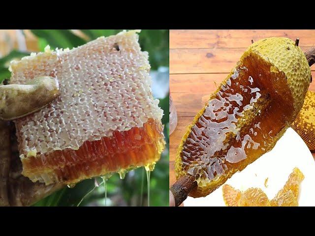  Wild Honey Harvesting Satisfying - Harvesting honey from giant Honeybee #2