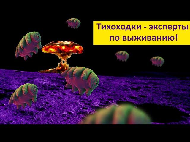 Тихоходки - микросупергерои! Наталья Носова