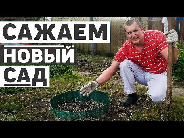 Сажаем новый плодовый сад на даче, 15 деревьев и кустарников. Первая посылка.