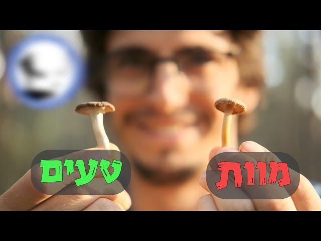 מומחים בארץ - פטריות בר