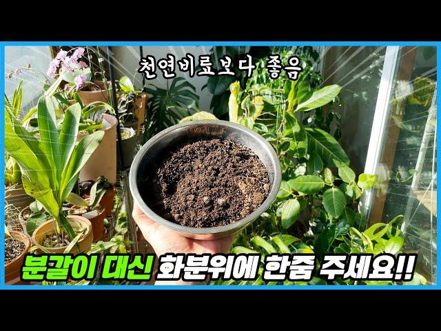 식물이 안 자랄때 흙 위에 한줌 뿌려주세요!! 천연비료보다 효과 좋음!!