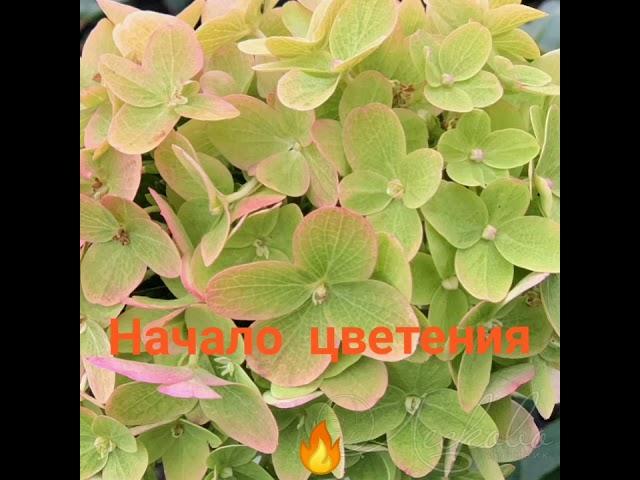 Гортензия метельчатая (Hydrangea paniculata `Graffiti`)