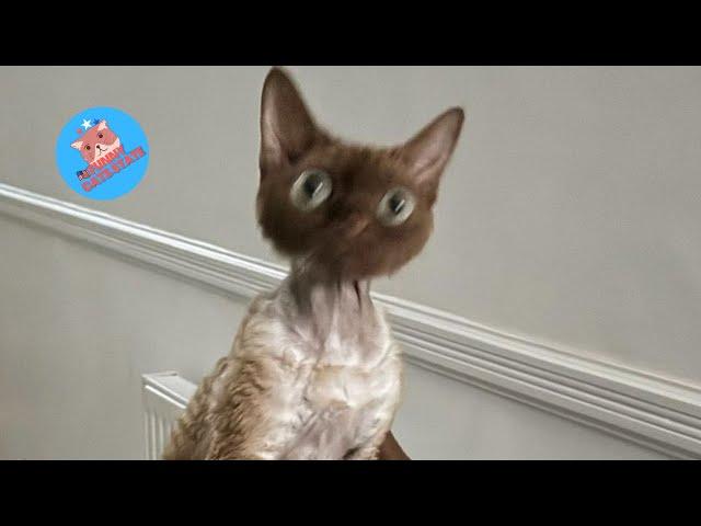 Whisker Whimsy: The Most Hilarious Cat Videos of 2024! 