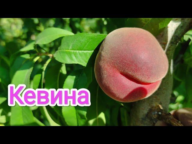 Персик Кевина/Peach Kevina