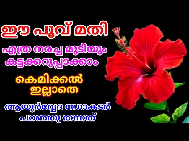 ചെമ്പരത്തിപ്പൂവ് ഉണ്ടെങ്കിൽ എത്ര നരച്ച മുടിയും ഒറ്റ യൂസിൽ കറുപ്പിക്കാം|| Natural Hair Dye