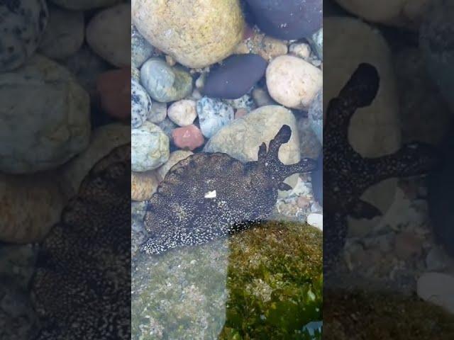 바다달팽이(군소) Black sea Snail  #shorts
