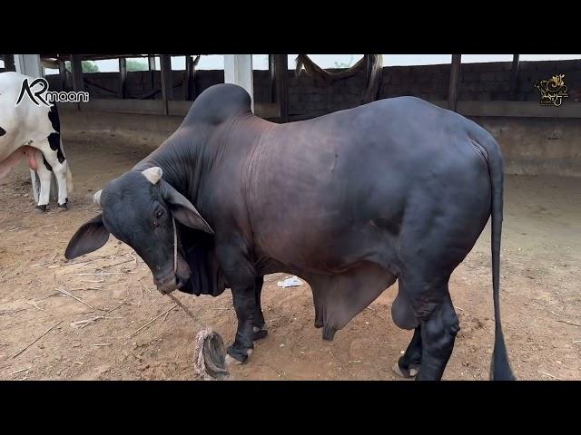 New Animals Old Vibes  | Ek Ek Janwar Tafseel Sy Dykh Lo  | AR Maani