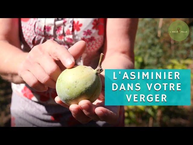 L'ASIMINIER cet ARBRE FRUITIER va vous étonner (+ recette du sorbet)