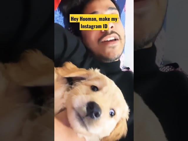 coco wants to become Instagram Influencer  #shorts #ytshorts #viral #trending #puravjha #dog