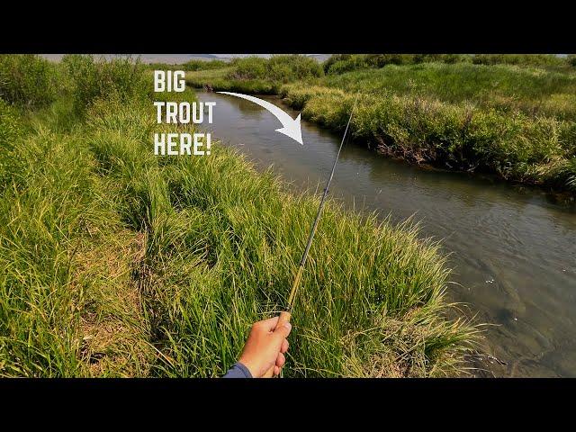 24 INCH Fish in Every Hole... (Fly Fishing Trout)