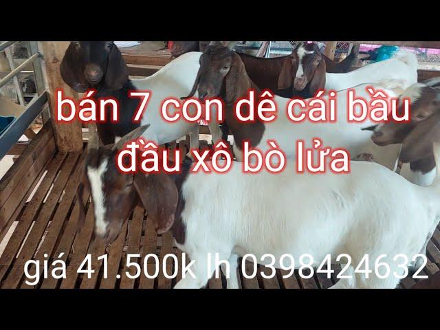 bán bầy dê cái giống đầu xô bầu bò lửa 7 con giá 41.500k lh 0398424632