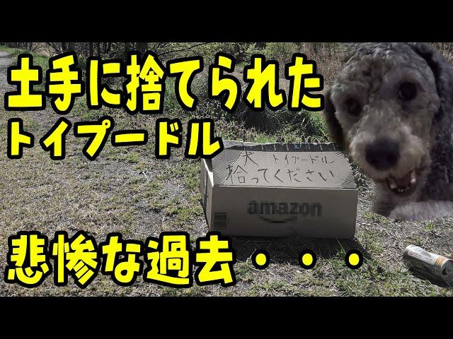 土手に捨てられたトイプードルの過去・・生まれ変わるまで・・・保護犬トイプーとハスキー犬